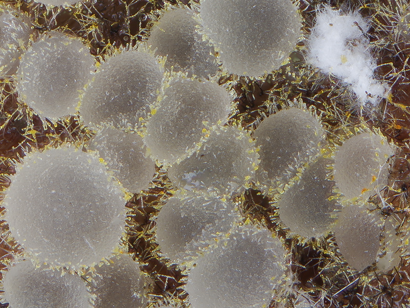 Arachnopeziza delicatula